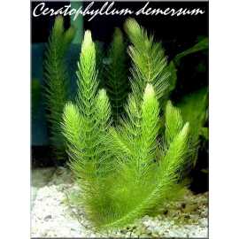 Ceratophyllum demersum (cornifle)