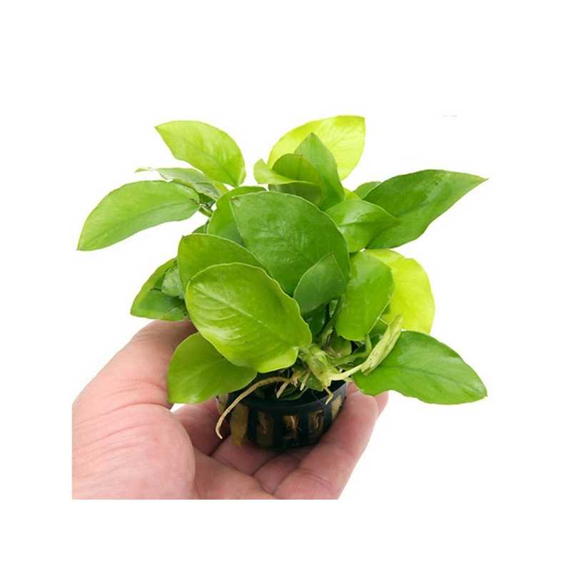 Anubias nana Golden - Pot - Xnac - Mathieu Anthony